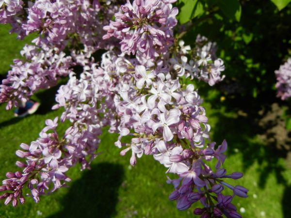 Syringa x hyacinthiflora 'Buffon'