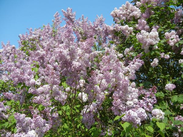 Syringa x hyacinthiflora 'Asessippi'