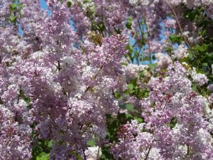 Syringa x hyacinthiflora 'Asessippi' | Online Flower Garden