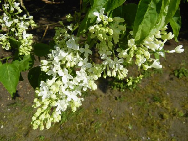 Syringa x hyacinthiflora 'The Bride'