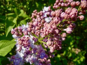 Syringa vulgaris 'Burgemeester Voller'
