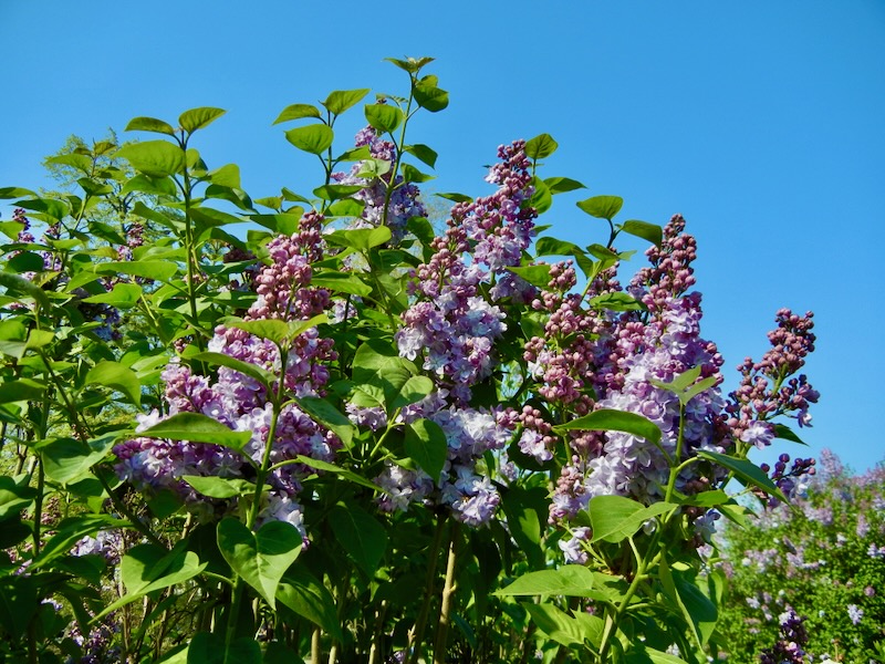 Syringa vulgaris-Burgemeester-Voller | Online Flower Garden Syringa vulgaris 'Burgemeester Voller'