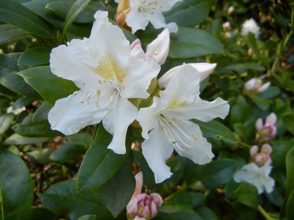 Rhododendron-Cunninghams-White-6389 | Online Flower Garden Rhododendron 'Cunningham's White'