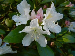 Rhododendron 'Cunningham's White'