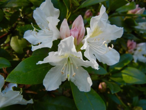 Rhododendron-Cunninghams-White-6390 | Online Flower Garden Rhododendron 'Cunningham's White'