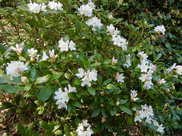 Rhododendron-Cunninghams-White-6391 | Online Flower Garden Rhododendron 'Cunningham's White'
