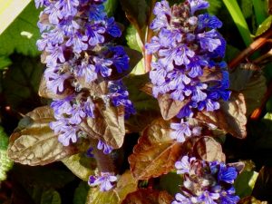 Ajuga reptans 'Bronze Beauty'