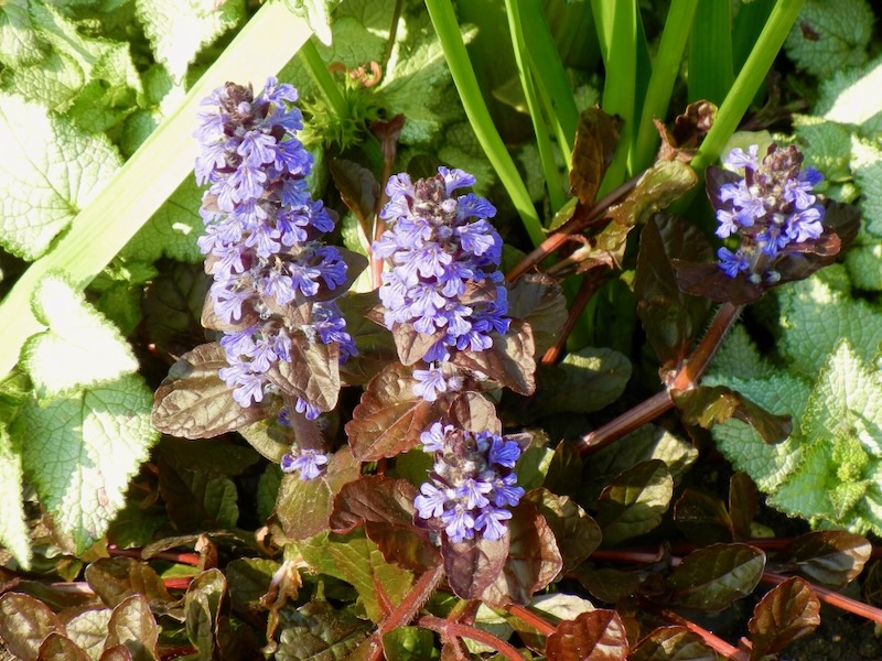 Ajuga reptans 'Bronze Beauty'