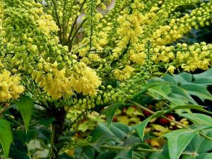 Mahonia x media 'Charity' | Online Flower Garden