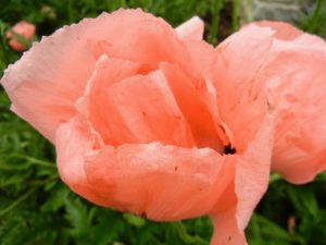 Papaver orientale 'Princess Victoria Louise'