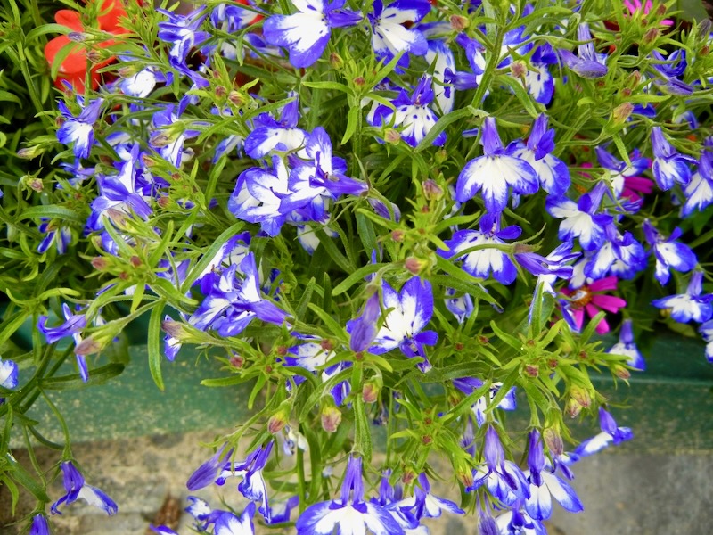 Lobelia 'Super Star™ Weslosu'