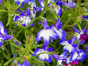 Lobelia 'Super Star™ Weslosu'