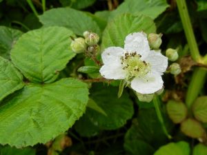 Rubus armeniacus, Armenian Blackberry | Online Flower Garden