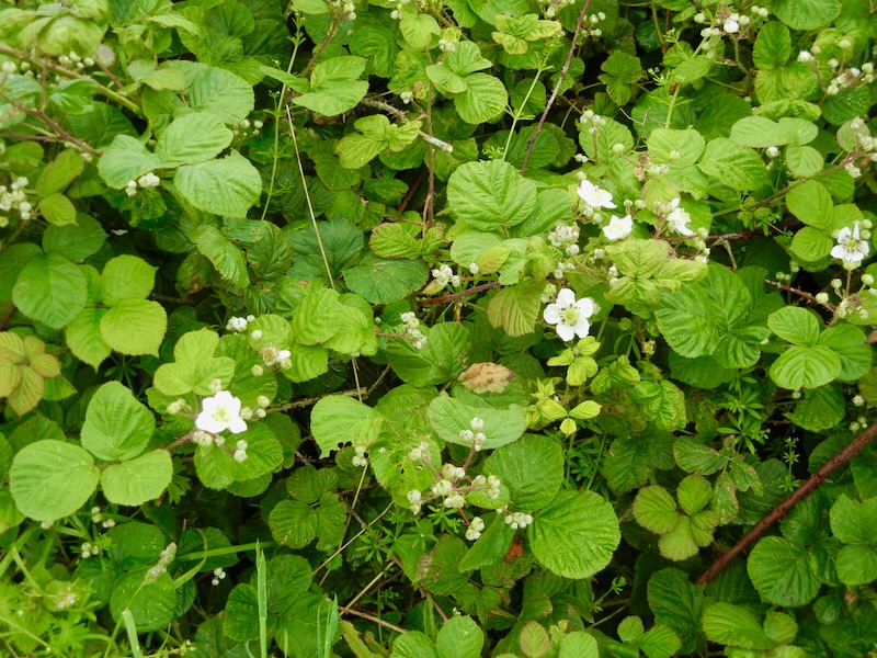 Rubus-armeniacus