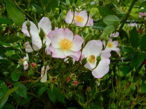 Rosa canina