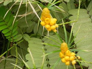 Senna alata | Online Flower Garden