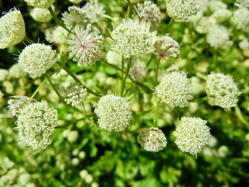 Regent's Park, London