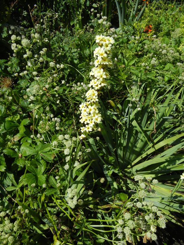 Sisyrinchium striatum
