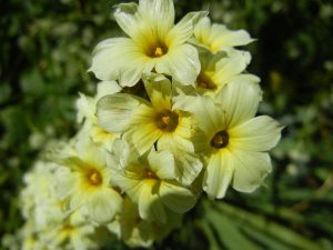 Sisyrinchium striatum | Online Flower Garden