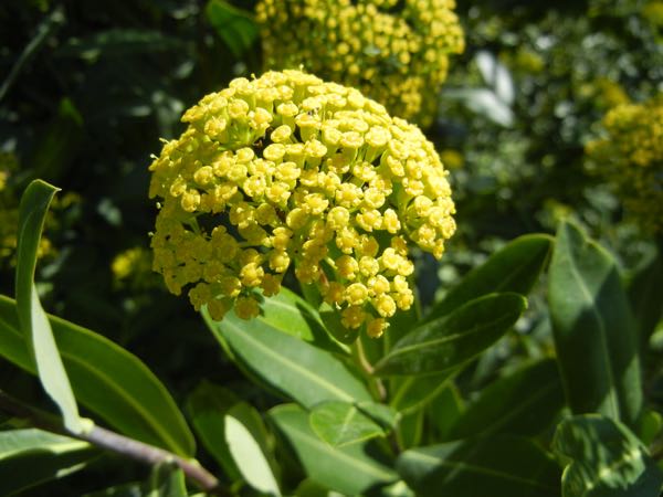 Apiaceae Bupleurum fruticosum © onlineflowergarden.com