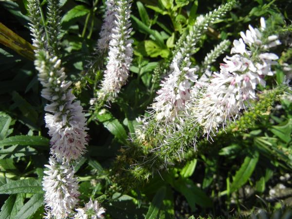 Veronica spicata 'Inspire Pink'