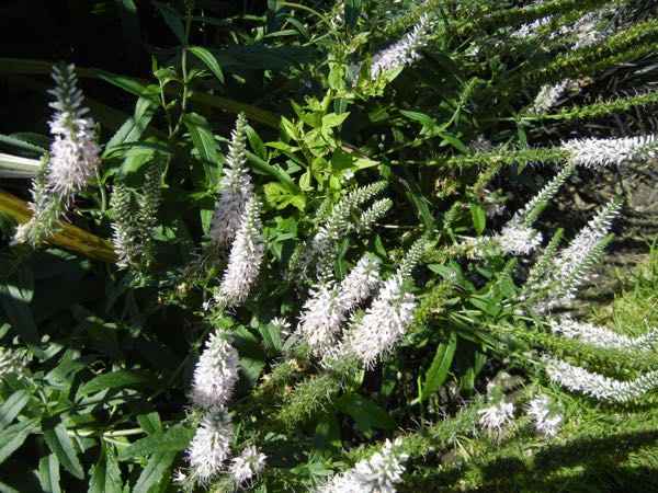 Veronica spicata 'Inspire Pink'