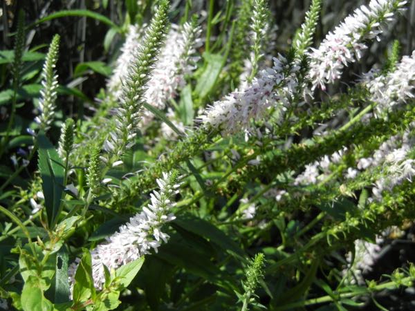 Veronica spicata 'Inspire Pink'