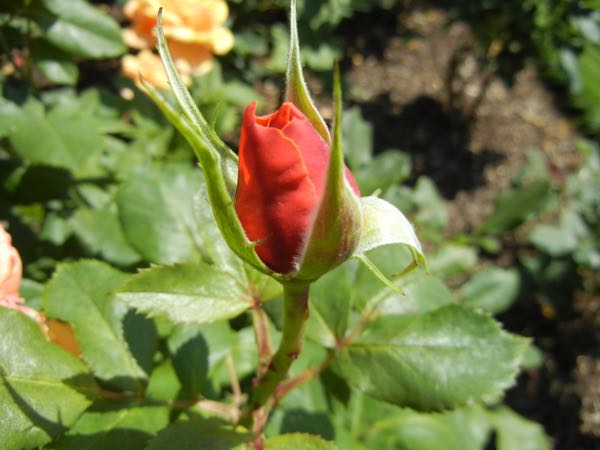 Pride of Chesire at Regent's Park, Queen Mary's Rose Garden