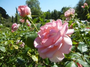 'Westminster Pink' Rose