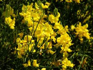 Spartium junceum | Online Flower Garden