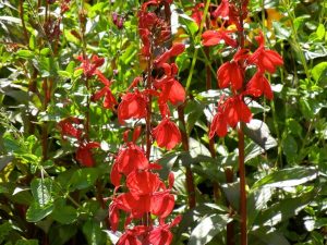 Lobelia-cardinalis-7285 | Online Flower Garden Lobelia cardinalis | Online Flower Garden