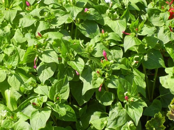 Mirabilis jalapa