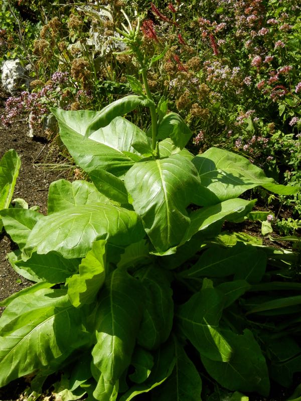 Nicotiana sylvestris