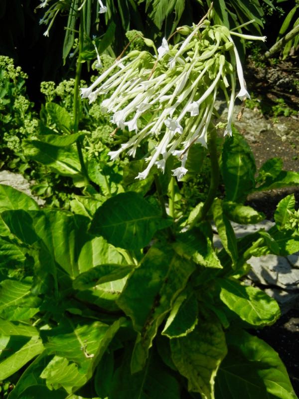 Nicotiana sylvestris