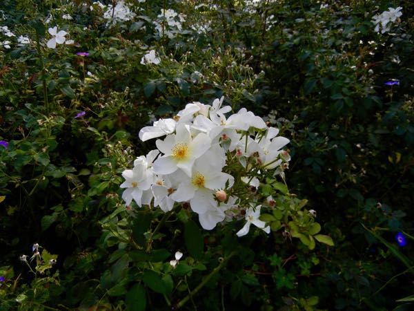Rosa 'Kew Gardens'