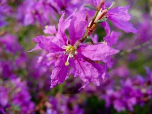 Lythrum salicaria 'Swirl' | Online Flower Garden