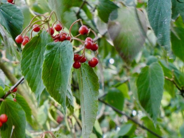 Viburnum betulifolium