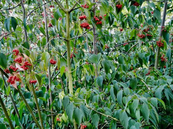 Viburnum betulifolium
