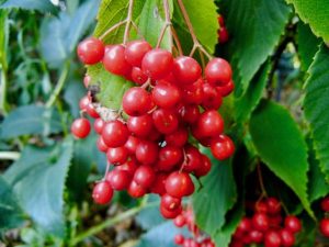 Viburnum betulifolium | Online Flower Garden