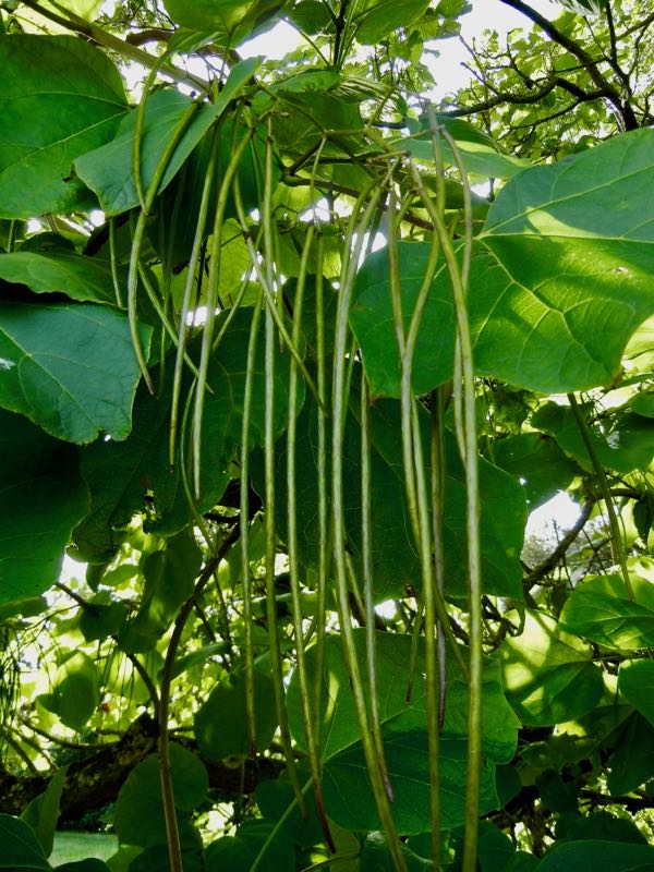 Catalpa-ovata-7424 | Online Flower Garden Catalpa ovata