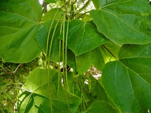Catalpa-ovata-7425 | Online Flower Garden Catalpa ovata, Chinese Catalpa, Yellow Catalpa