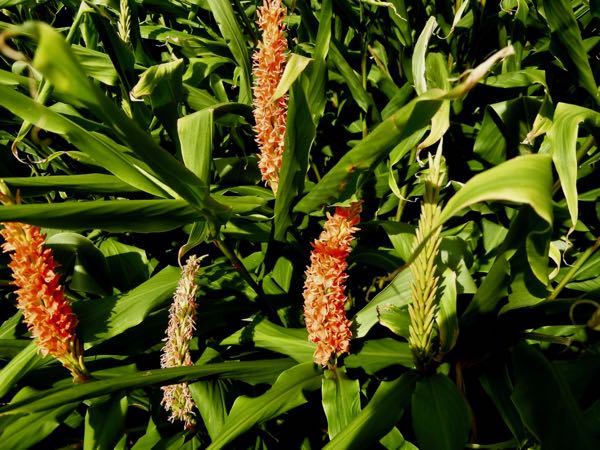 Hedychium-densiflorum7426 | Online Flower Garden Hedychium densiflorum 'Assam Orange'