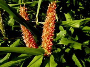 Hedychium densiflorum 'Assam Orange'