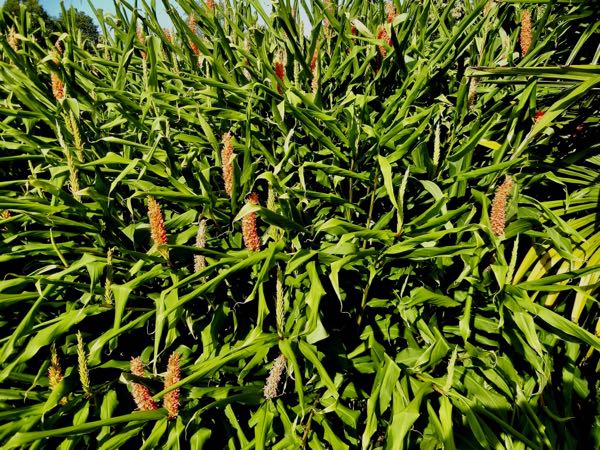 Hedychium-densiflorum-Assam-Orange7428 | Online Flower Garden Hedychium densiflorum 'Assam Orange'