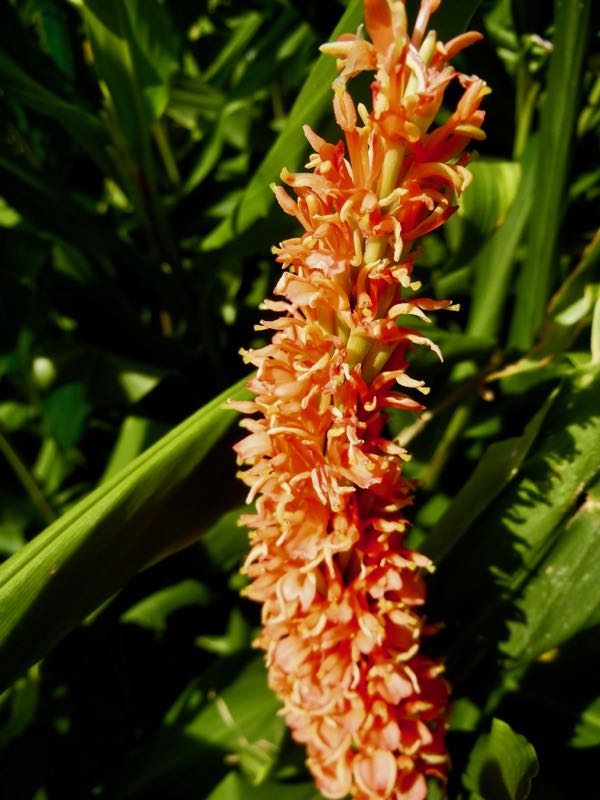 Hedychium-densiflorum-Assam-Orange-7429 | Online Flower Garden Hedychium densiflorum 'Assam Orange'