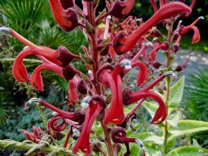 Lobelia tupa at Kew Gardens | Online Flower Garden