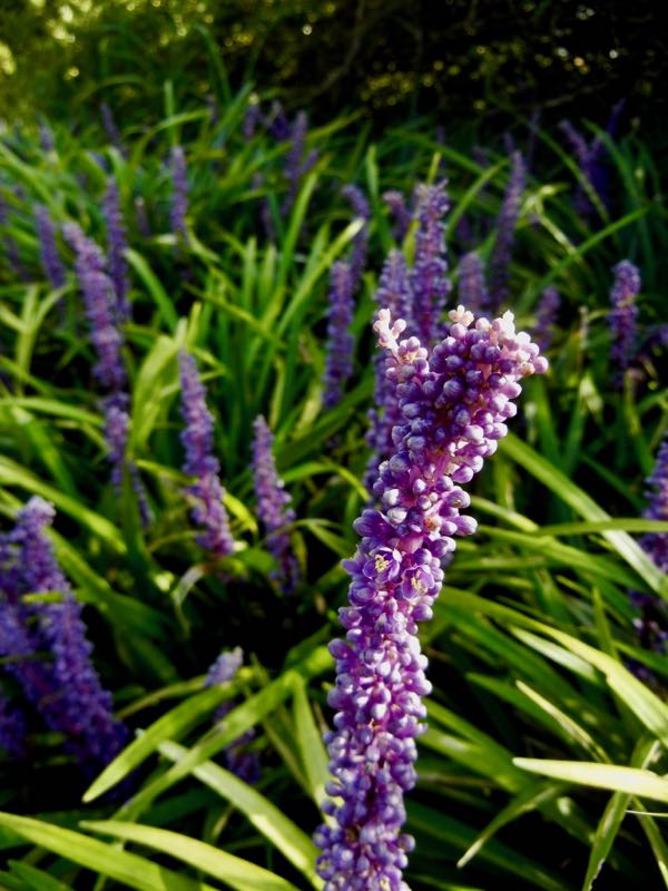 Liriope-muscari-7449 | Online Flower Garden Liriope muscari