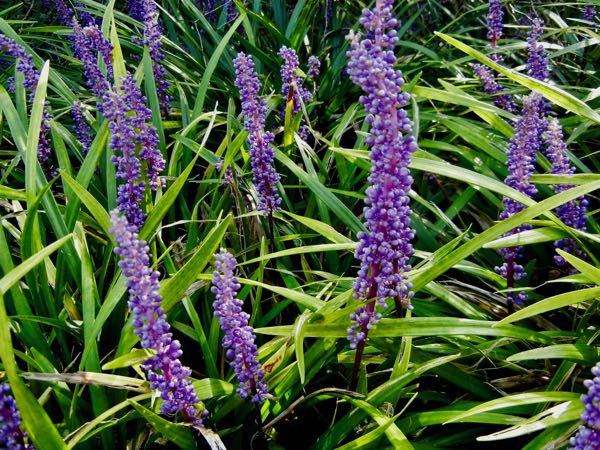 Liriope-muscari-7450 | Online Flower Garden Liriope muscari