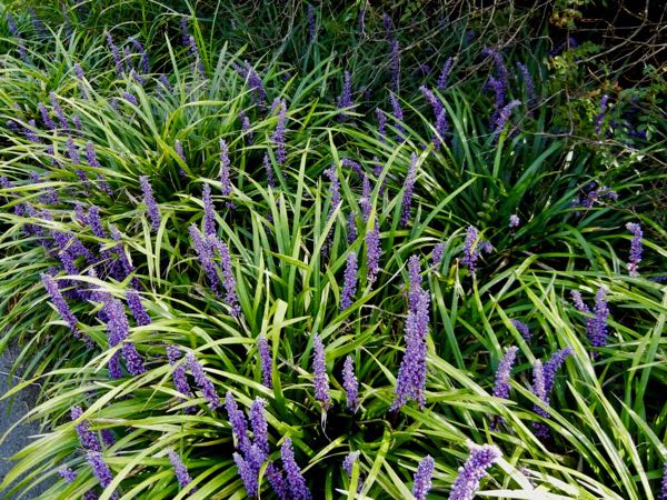 Liriope-muscari-7451 | Online Flower Garden Liriope muscari