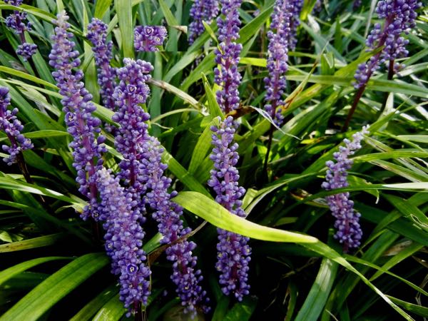 Liriope muscari or Lilyturf | Online Flower Garden